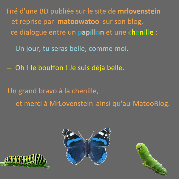 Chenille et papillon