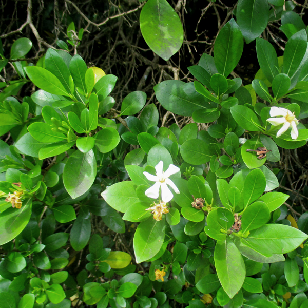 Fleurs de tiare