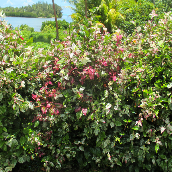 Hibiscus trichrome