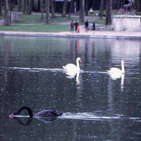 Trois cygnes