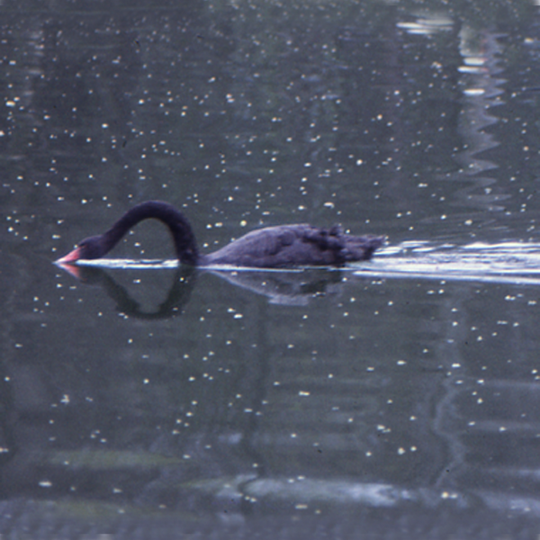 Cygne noir