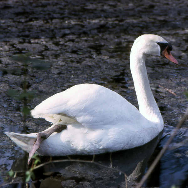 Cygne blanc