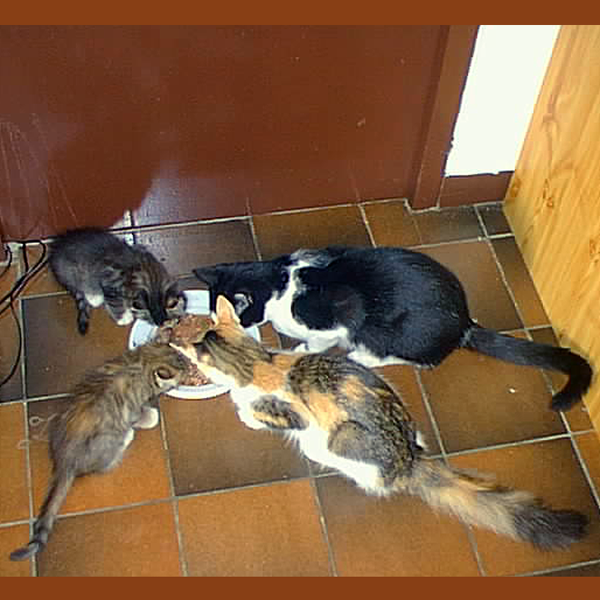 Chats bien rangés autour d'une assiette.