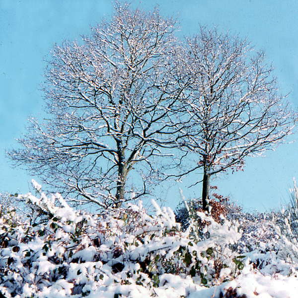 Végétation sous la neige