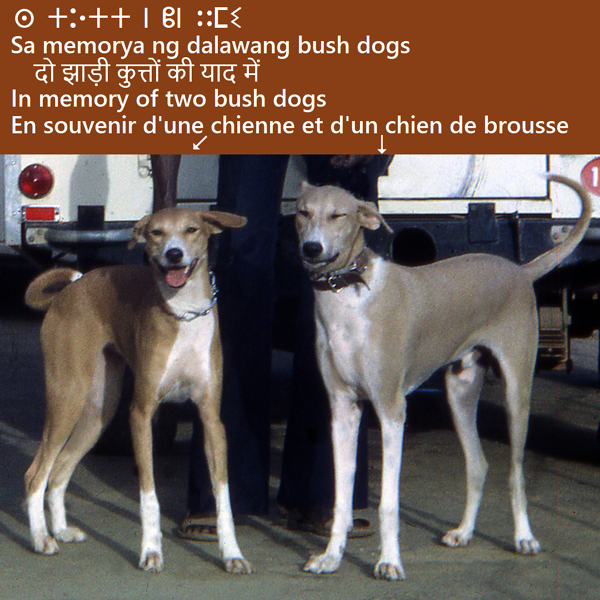 Deux chiens de brousse