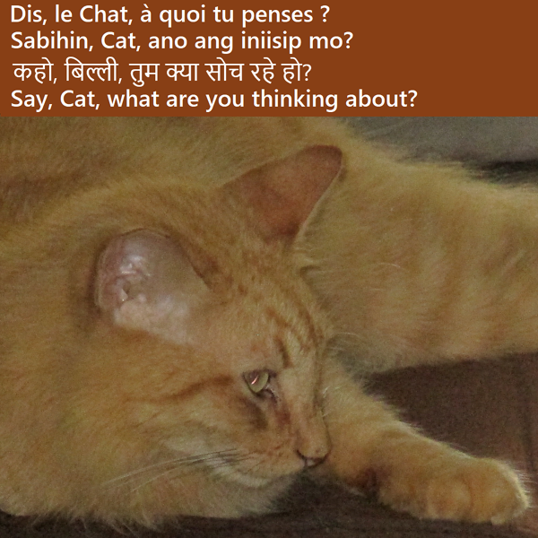 Chat pensif