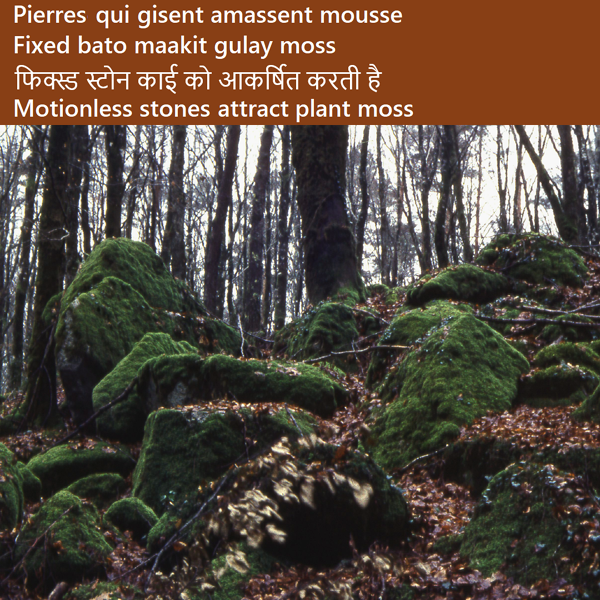 Pierres moussues en Bretagne