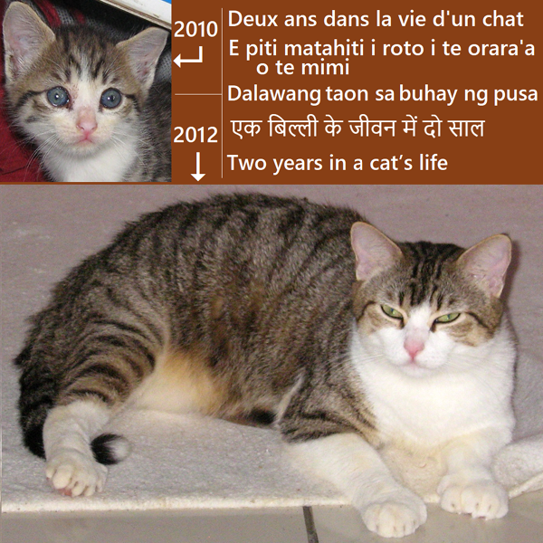 Chatte à 1 an et à 3 ans