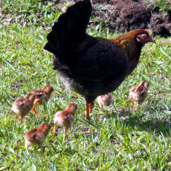 Mère poule et ses poussins