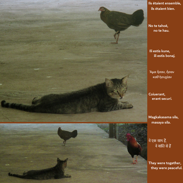 Un chat et une poule