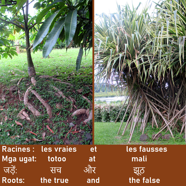 Racines de manguier et fausses racines de pandanus