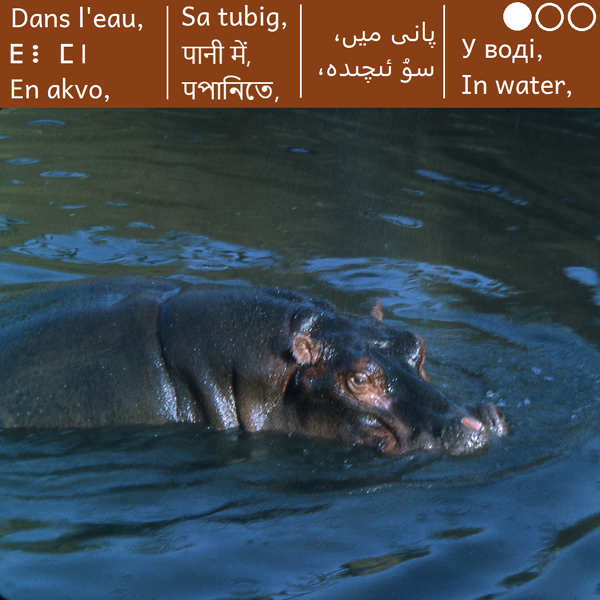 Hippopotame dans l'eau, sur terre et dans les airs