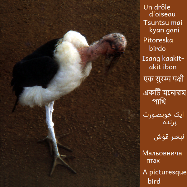 Gros oiseau au Niger