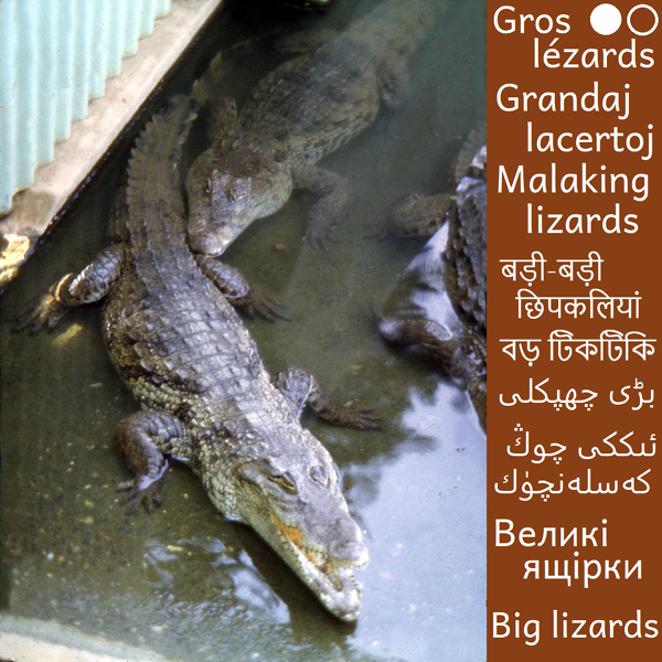 Crocodiles et lézard